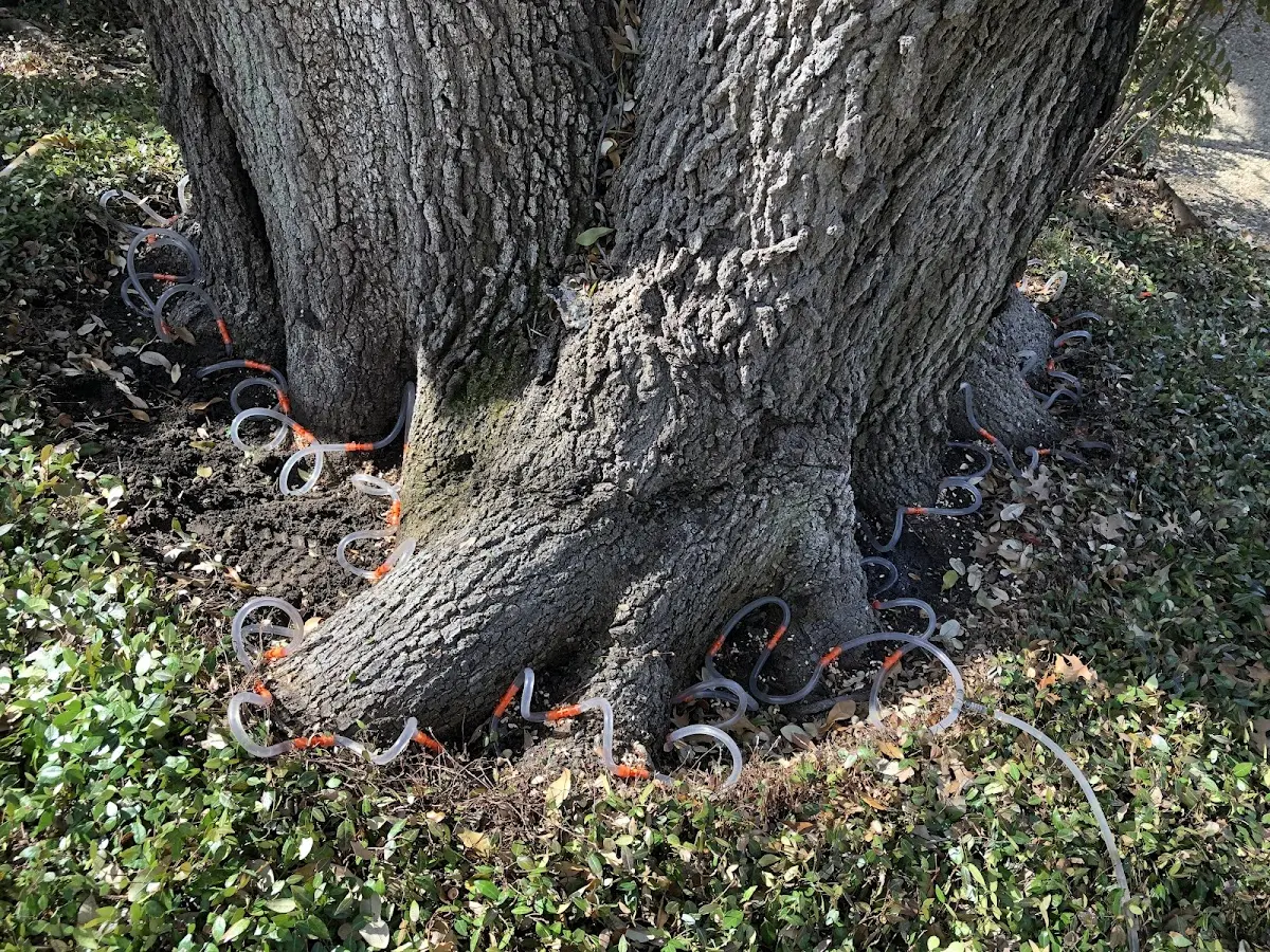 Detailed Tree Cabling and Bracing job site in Greenwich