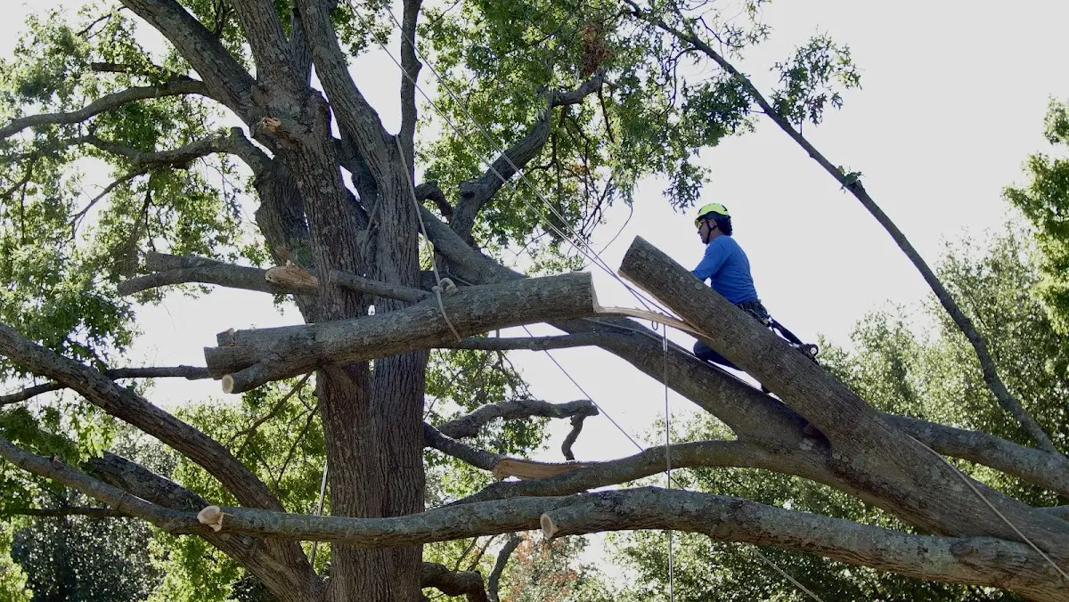 Professional Hazardous Tree Removal performed by certified arborists in Greenwich